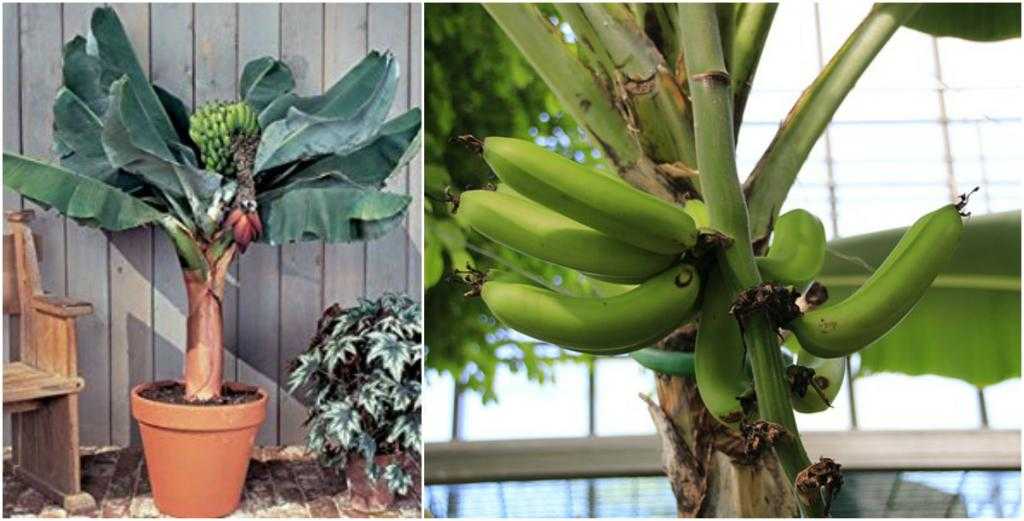 Цветок банана комнатного: фото растения и процесс выращивания - цветочки
                                             - 2 июня
                                             - 43878339554 - медиаплатформа миртесен
