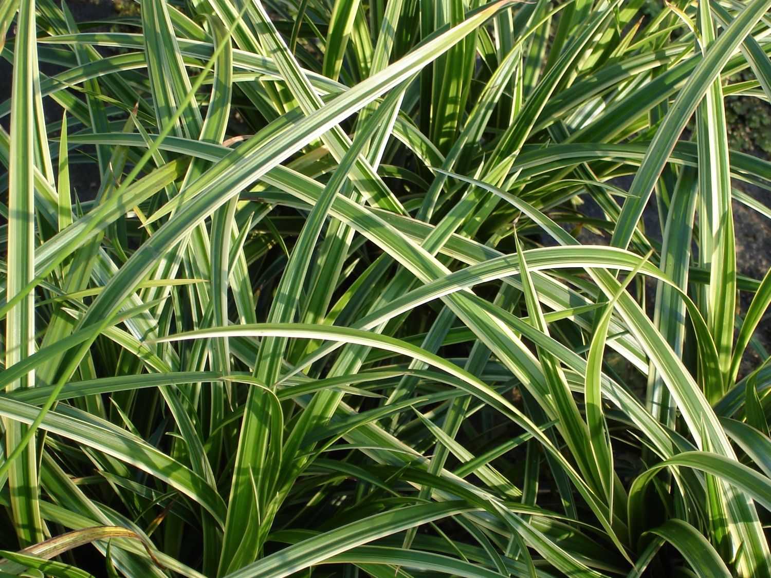 Фото травы осоки с листьями, фото осоки декоративной