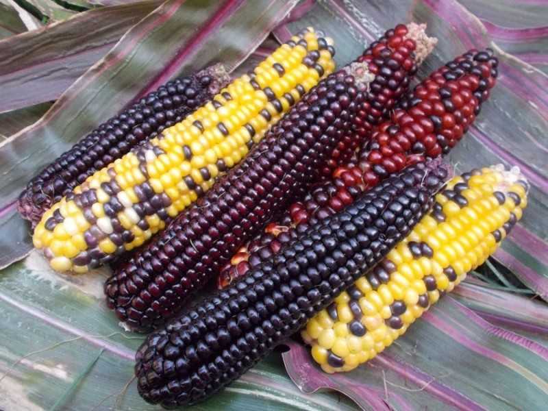 Как выглядит земляничная кукуруза