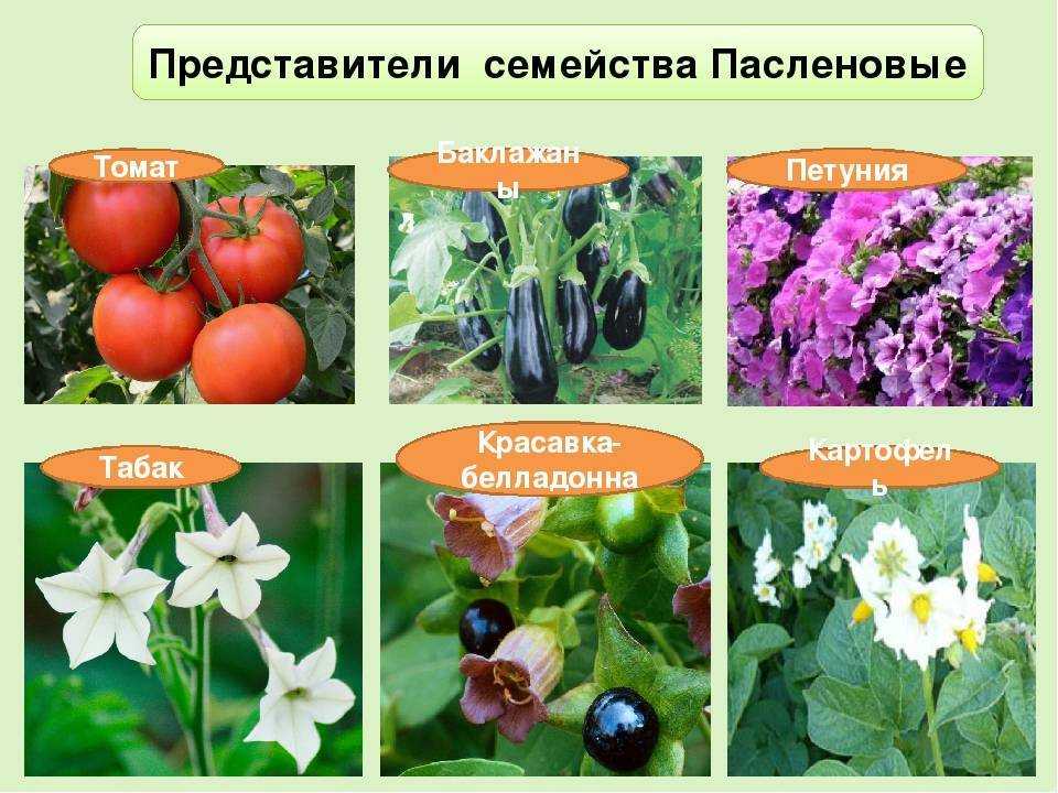 Растения семейства пасленовых. технология выращивания