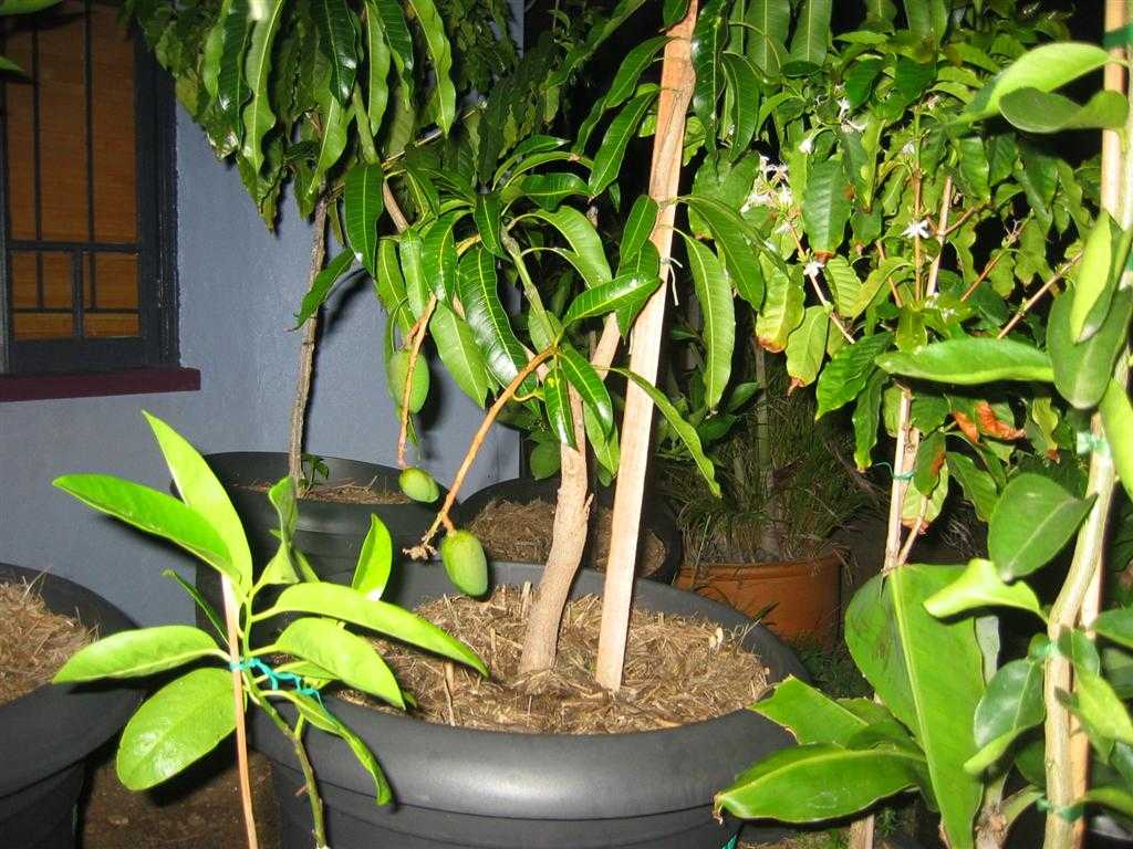 Как вырастить манго из косточки в домашних условиях: как прорастить, в горшке, особенности, чтобы плодоносил, проращивание, выращивание мангового дерева