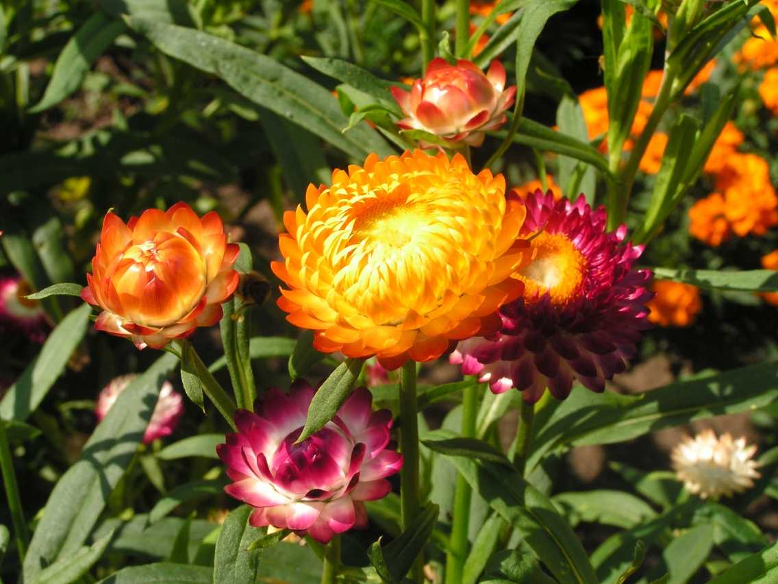 Сухоцвет гелихризум (бессметртник): цветок на фото, посадка и уход, правила срезки и высушивания для букета