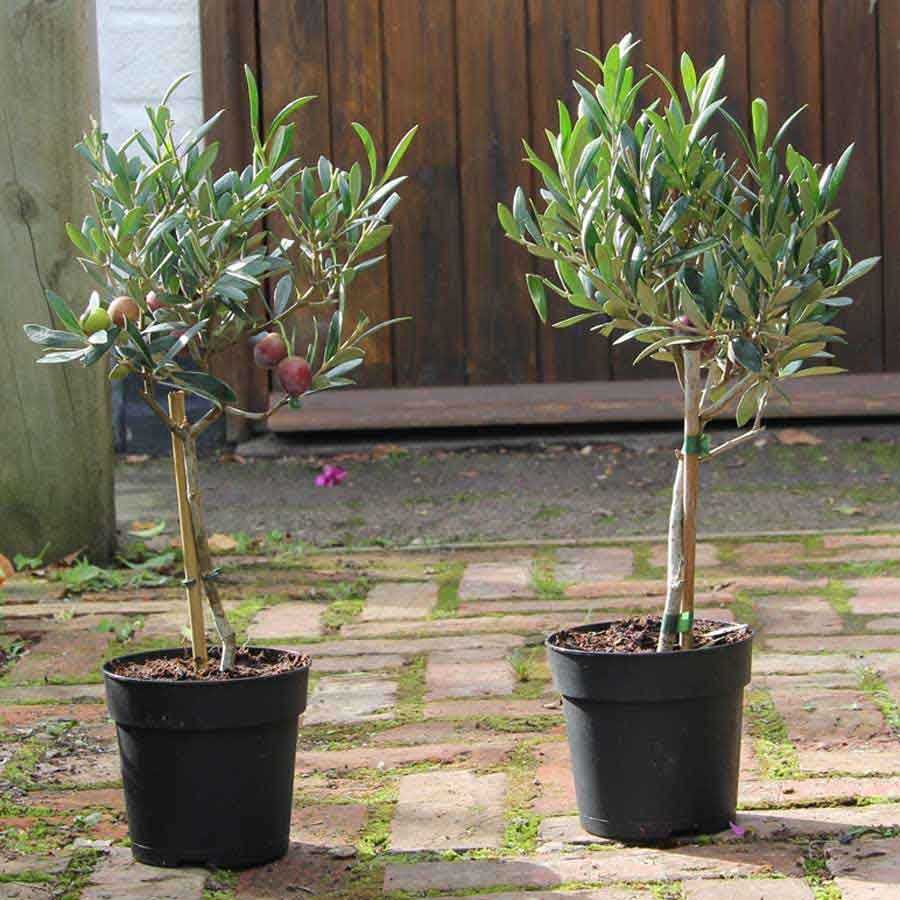 Оливковое дерево: как вырастить в домашних условиях
