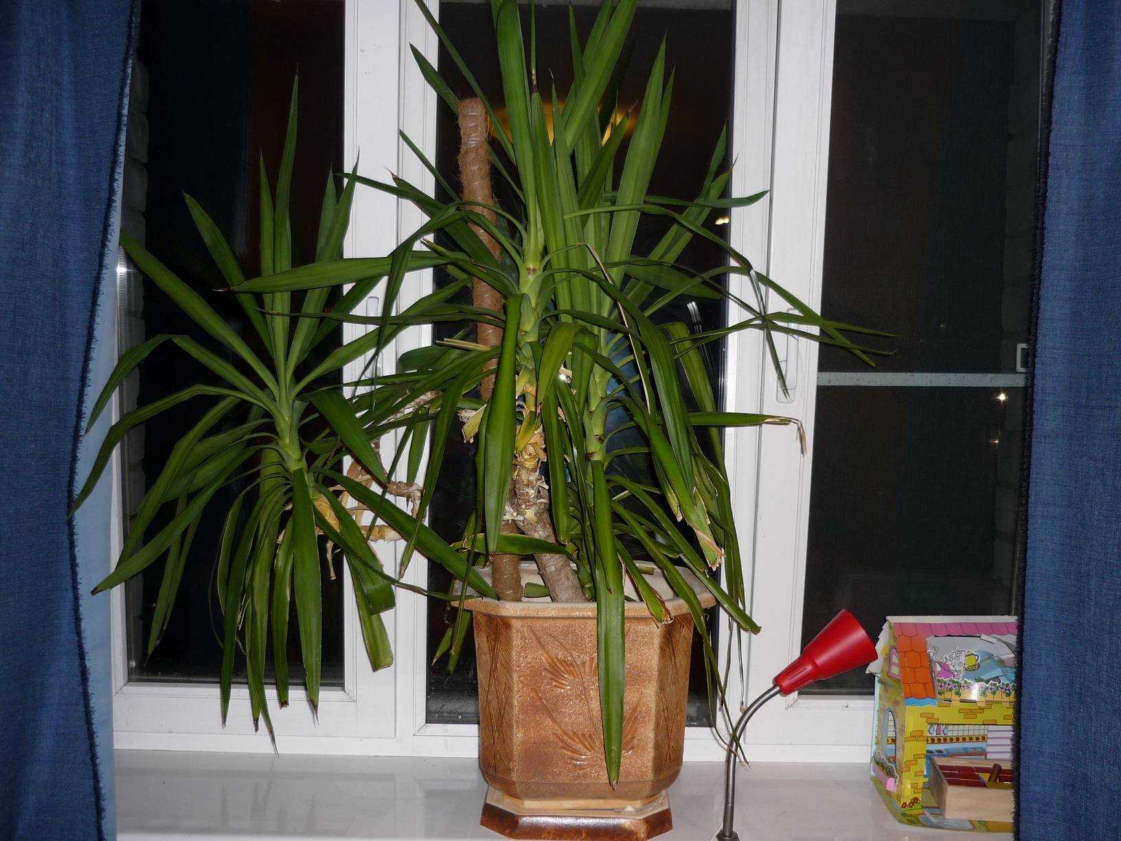 Комнатная пальма юкка: все про уход за растением
