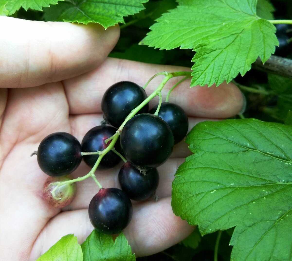 Лучшие сорта черной смородины с крупными ягодами: фото, отзывы, описание и уход
