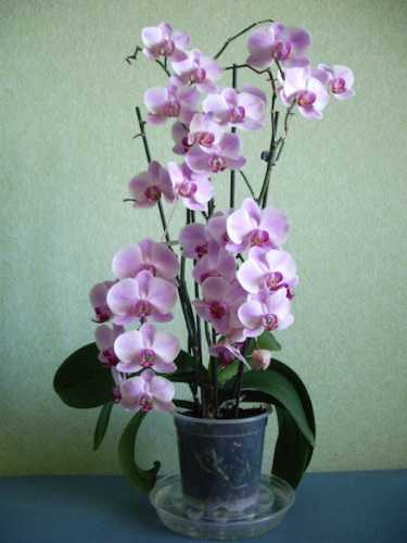 Орхидея фаленопсис: уход в домашних условиях, пересадка и размножение