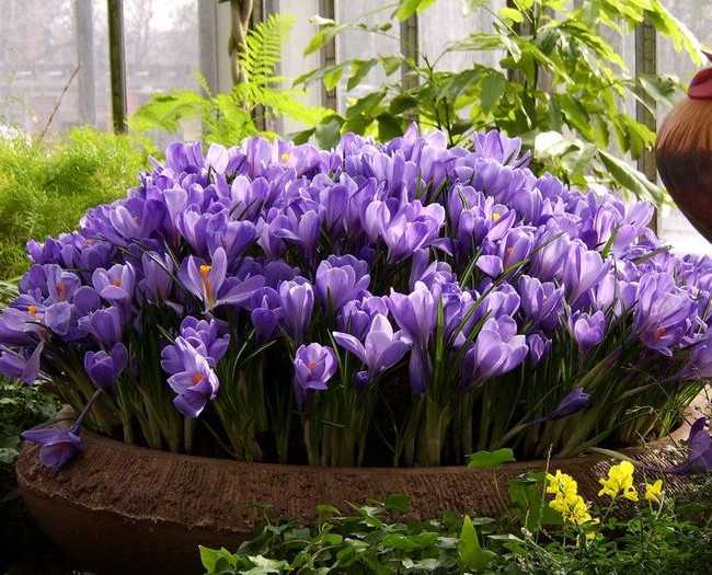 Крокус цветок — описание и правила выращивания растения в саду