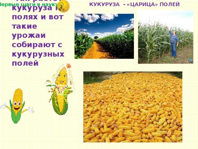 Золотая богиня: сад, огород и дача - женская социальная сеть myjulia.ru