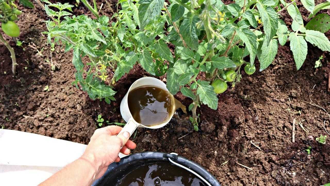 Особенности приготовления и использования помидорной ботвы в саду и огороде