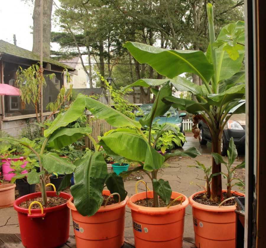 Как вырастить банан в домашних условиях. как вырастить банан в домашних условиях: экзотика шаговой доступности