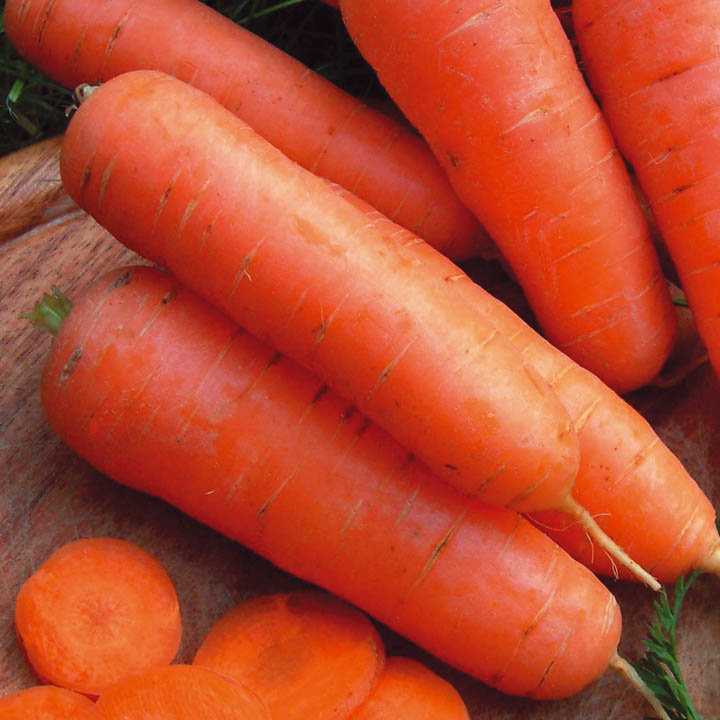 Всё о морковке - цветочки
                                             - 8 декабря
                                             - 43438011456 - медиаплатформа миртесен