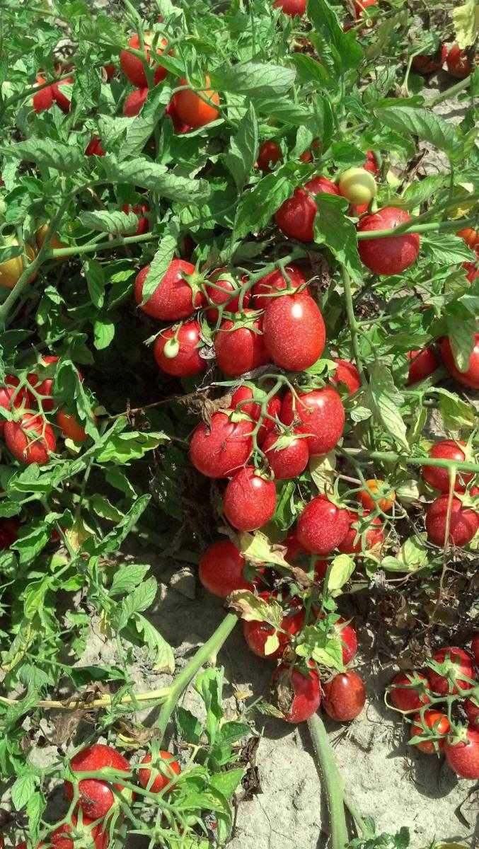 Обзор лучших ранних сортов помидор, как и когда их сажать