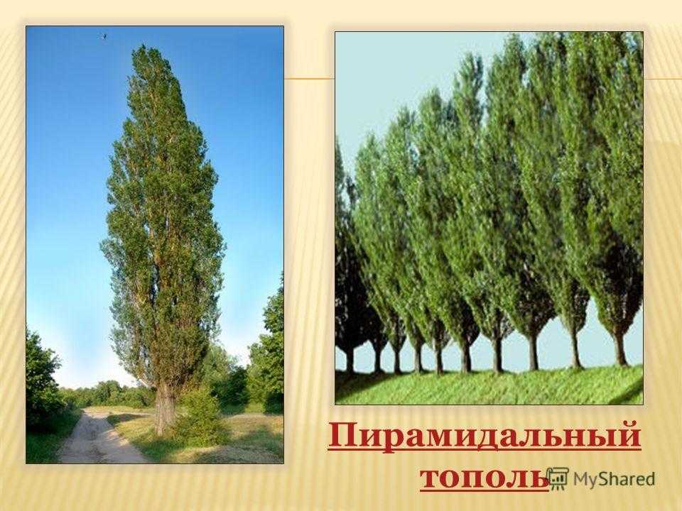 Тополь: особенности дерева, выращивание и уход