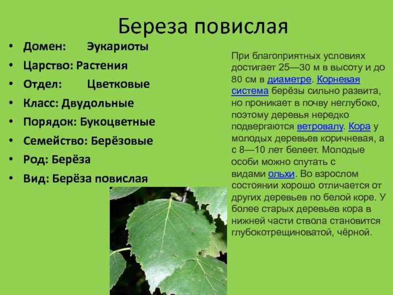 Береза пушистая: описание дерева, особенности, размножение