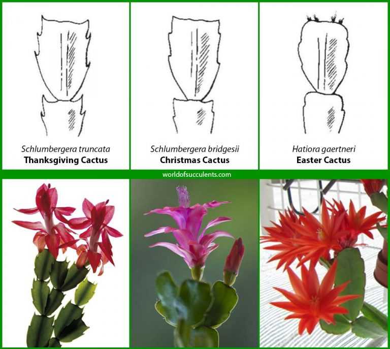 Виды кактусов домашних, их классификация, уход и пересадка.