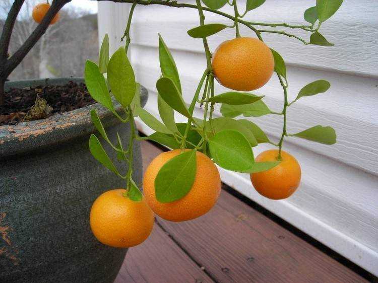 Комнатный мандарин: уход и выращивание в домашних условиях