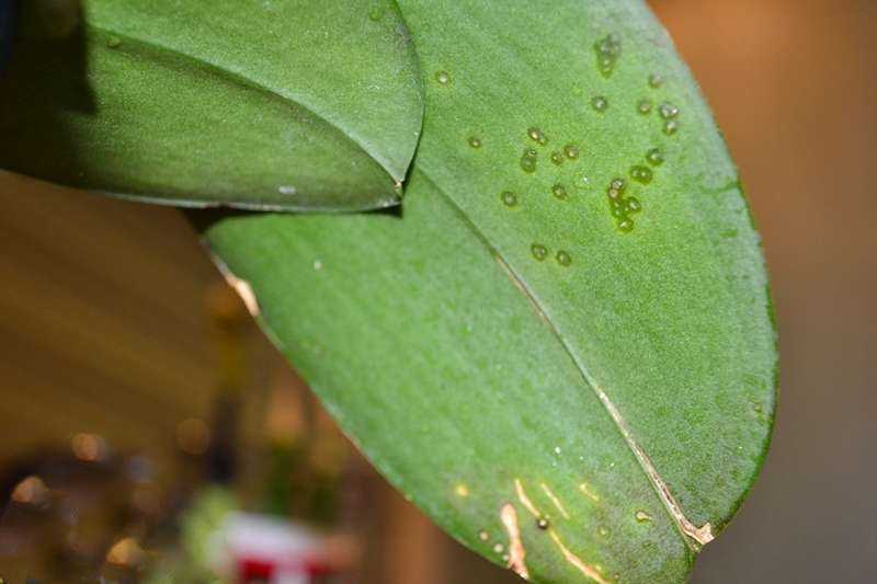 Черные пятна на листьях орхидеи: почему появились точки и что делать для их устранения
