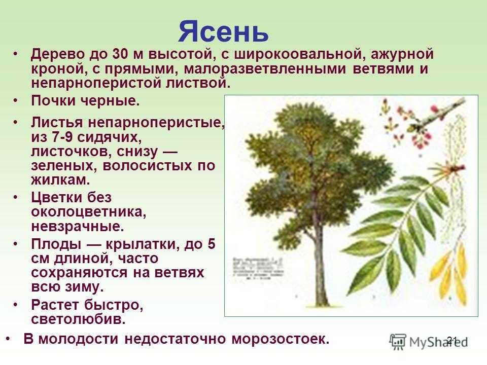 Как выглядит лист вяза фото – дерево вяз — где растет в россии, фото и описание листьев, семян, видео