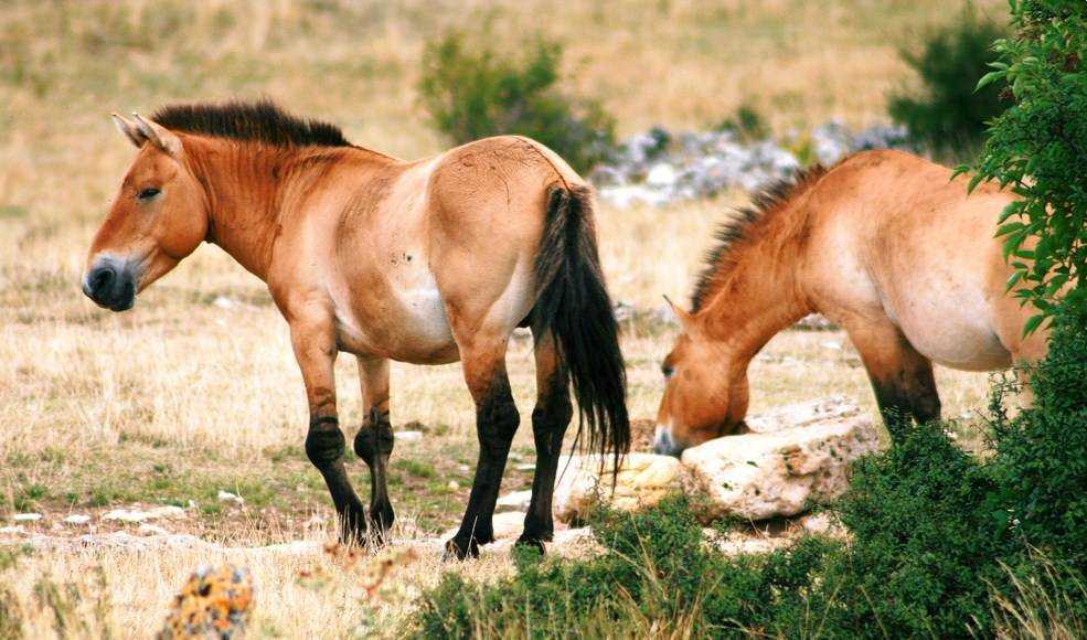Келпи — лошадь из мифологии