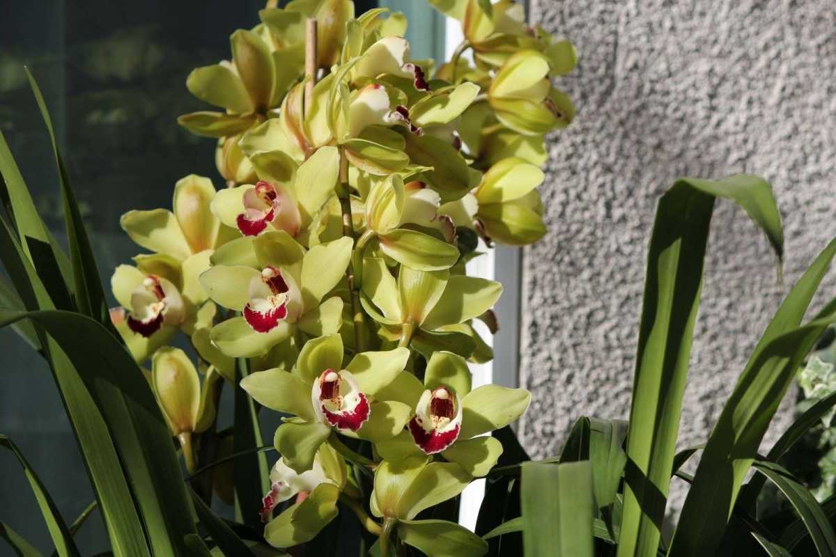 Цимбидиум | блог об орхидеях