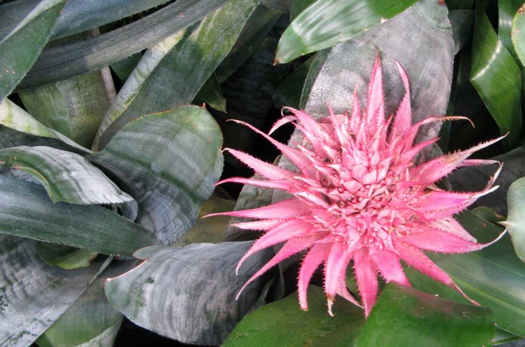 Экзотическое растение с оригинальными листьями и эффектными бутонами эхмея: уход в домашних условиях, полезные советы опытных цветоводов