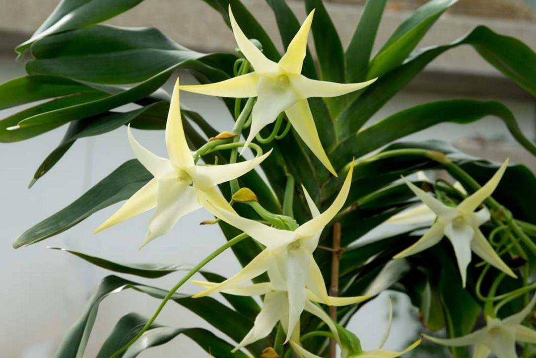 Влажность для орхидей | блог об орхидеях