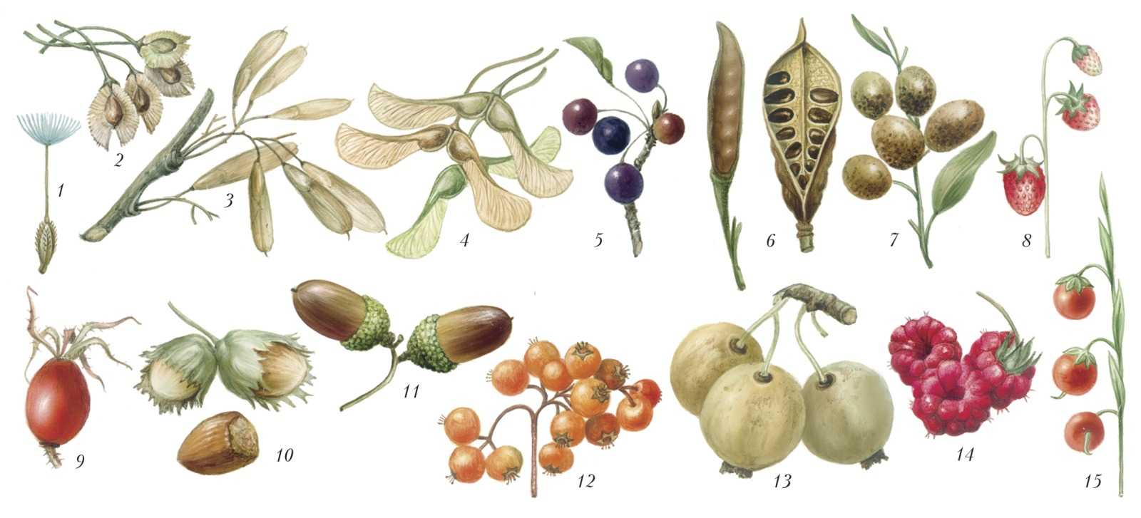 Семейство бобовых растений - признаки и виды, примеры, характеристика и строение