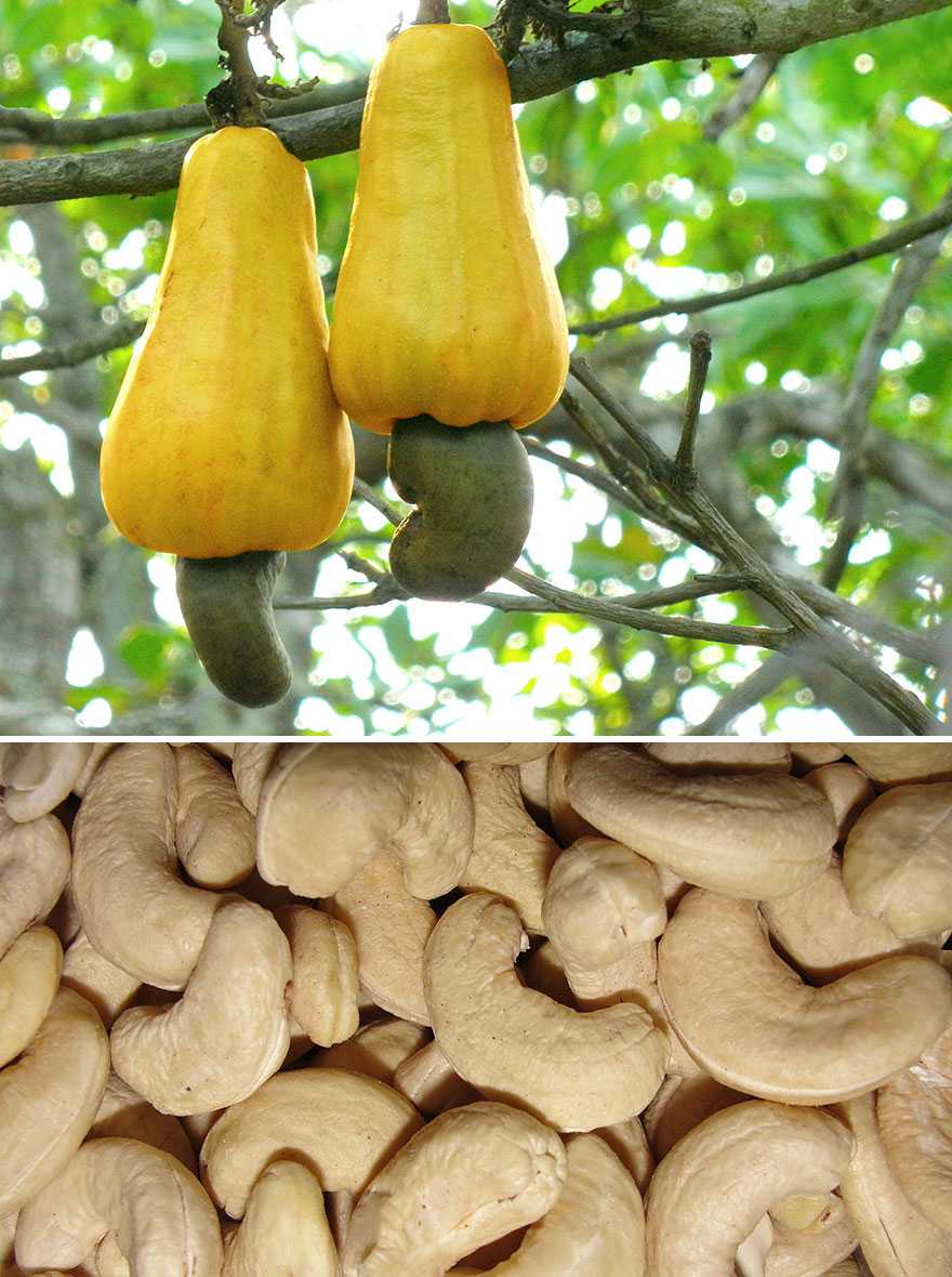 Кешью - бразильский орех, покоривший мир