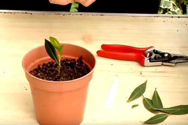 Лавровый лист: выращивание в домашних условиях, методы размножения, уход и пересадка (+фото дерева)