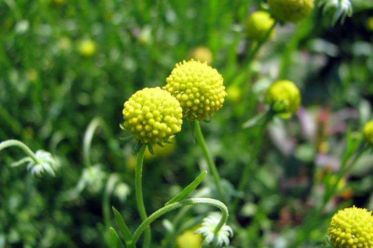 Цефалофора ароматная земляничная трава, лечебные свойства выращивание и уход