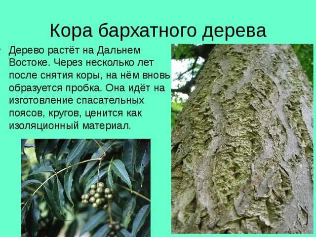 Описание амурского бархата — дерева с лечебными свойствами