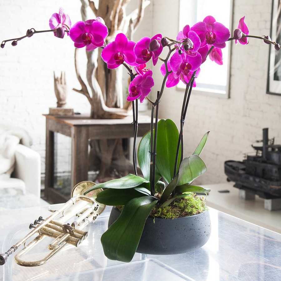 Отцвел фаленопсис, что делать дальше: уход после в домашних условиях за цветоносом орхидеи из точки роста, когда, сколько раз в году и как часто выпускает стрелку?