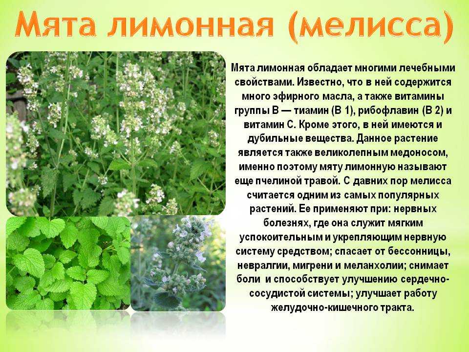 Рута душистая: фото и применение, лечебные свойства травы, растение лекарственное, применение цветка