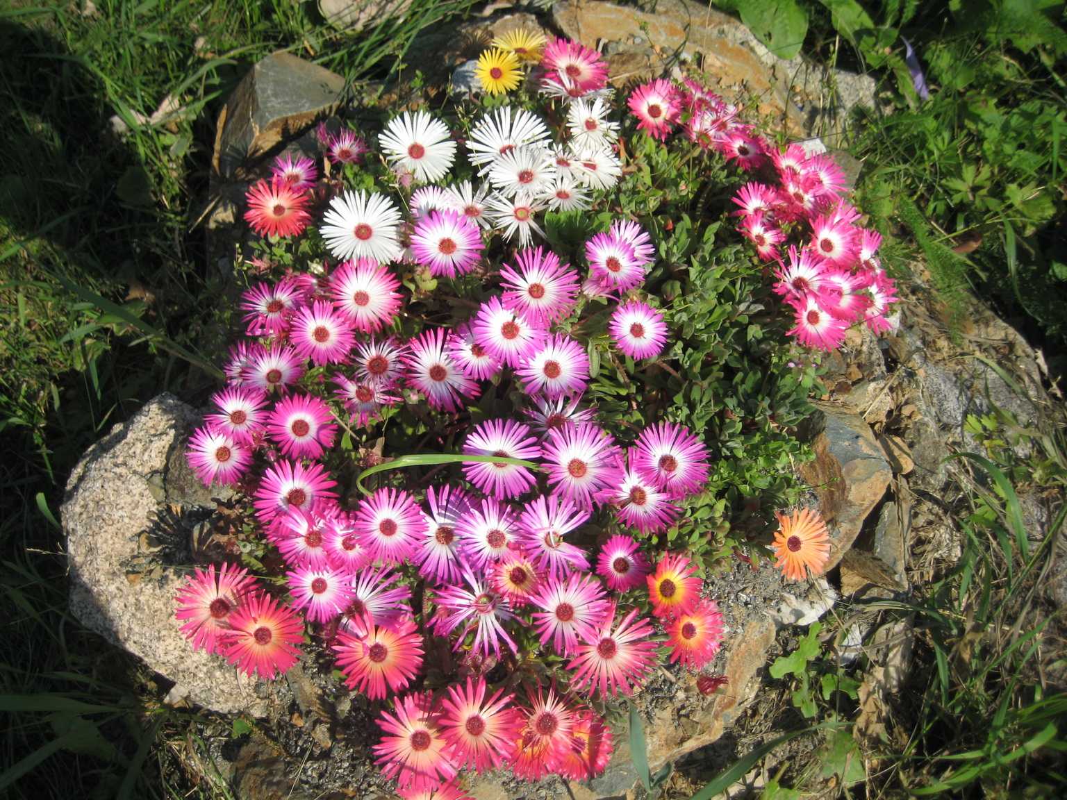 Доротеантус (мезембриантемум) – цветок от бога
