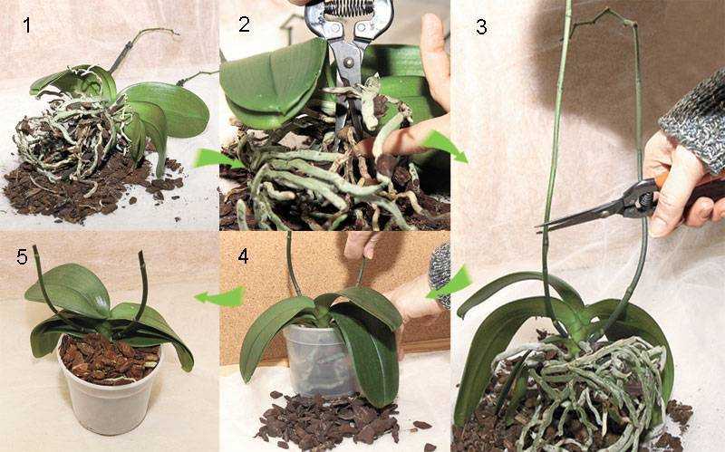 Орхидея фаленопсис: уход в домашних условиях, пересадка и размножение