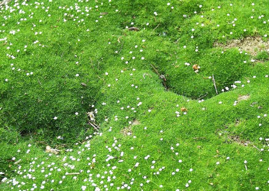 Мшанка шиловидная – оригинальное растение для вашего сада