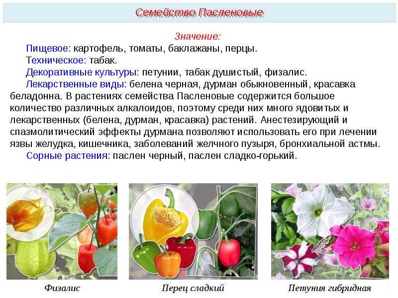 Пасленовые овощи — список названий растений