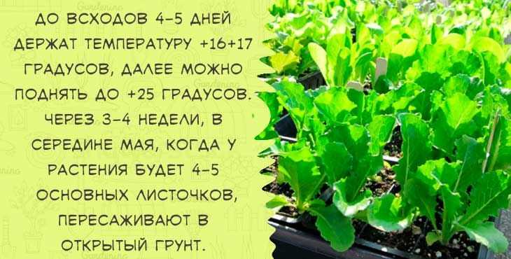 Цикорный салат и его выращивание