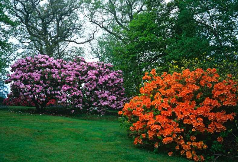 Многолетние цветы (120 фото) – каталог цветов для дачи и сада с названиями и описанием | огородникам инфо