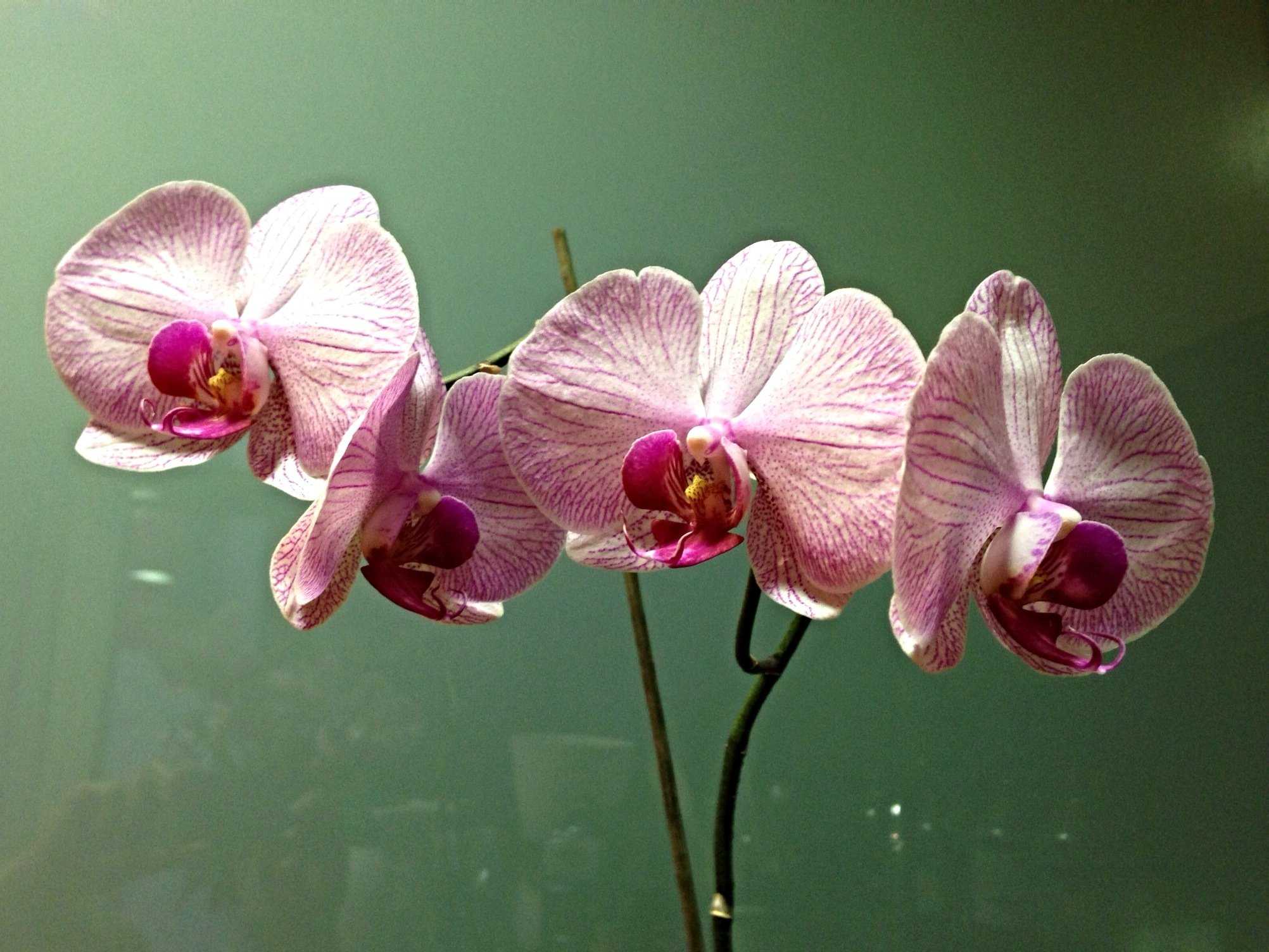 Непонятный отросток у орхидеи (фаленопсис) дополнила - комнатные растения. - страна мам