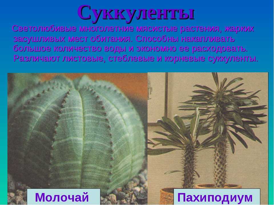 Кактус клейстокактус: особенности рода, посадка и уход, виды и фото