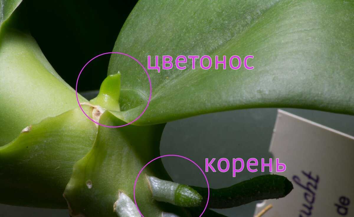 Фаленопсис мини - миниатюрные орхидеи: уход в домашних условиях после магазина и их фото