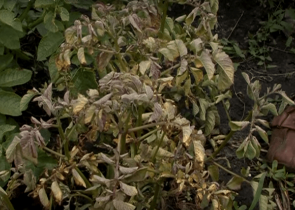 Гниль сухая клубней картофеля | справочник по защите растений — agroxxi
