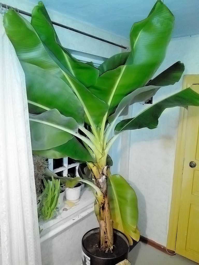 Банан в домашних условиях. комнатный банан. выращивание и уход.