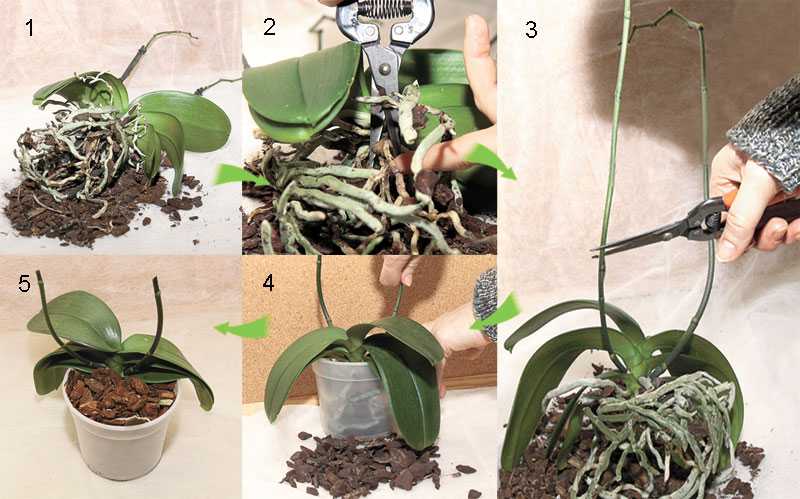 Как пересадить старую орхидею: фото и видео от специалистов