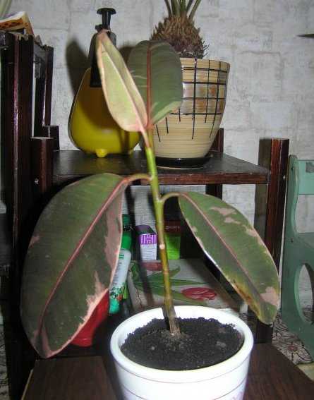 Фикус лирата и каучконосный – красивые комнатные растения для счастья в доме — agroxxi