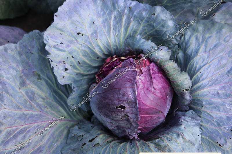 Краснокочанная капуста: как называется овощ фиолетового цвета, когда сажать, а также польза и вред для здоровья, выращивание рассадой и в открытом грунте, уход