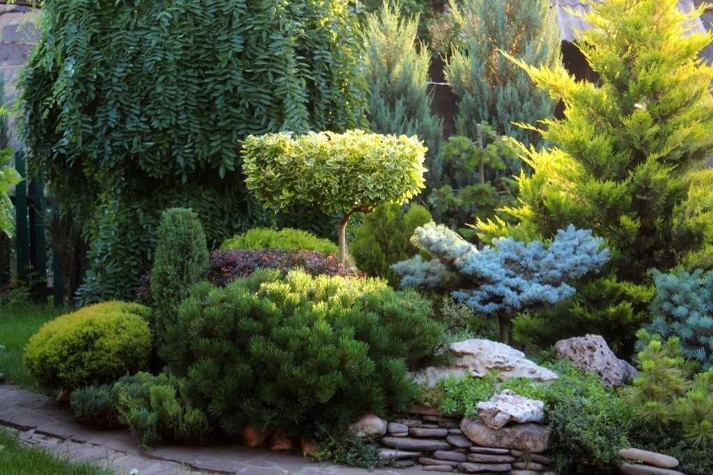 Каталог хвойных растений для украшения вашего сада: описание декоративных представителей, ландшафтные хитрости (75+ фото & видео) +отзывы