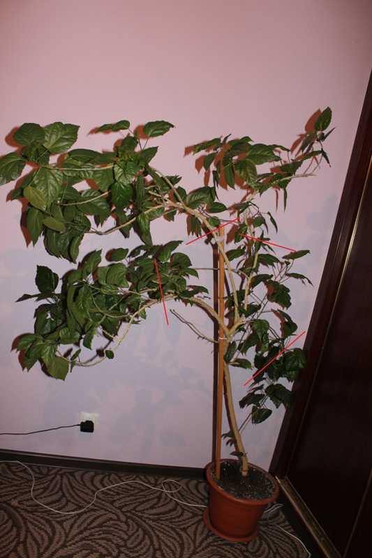 Гибискус (57 фото): виды комнатного розового, красного, желтого растения, размножение, уход в домашних условиях