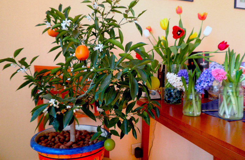 Комнатный мандарин: уход в домашних условиях за фруктовым садом